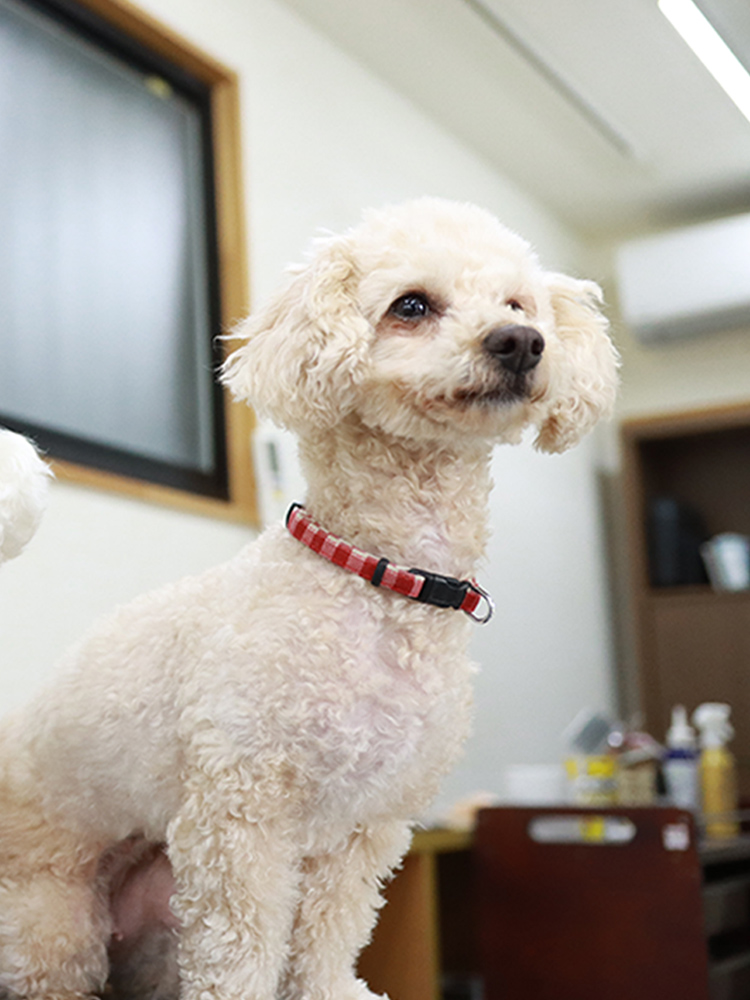 Dog Salon Wan 大阪府和泉市のアットホームな自宅型トリミングサロン Dog Salon Wan 大阪府和泉市のアットホームな自宅型トリミングサロン