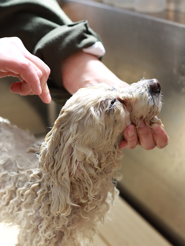Dog Salon Wan 大阪府和泉市のアットホームな自宅型トリミングサロン Dog Salon Wan 大阪府和泉市のアットホームな自宅型トリミングサロン